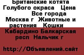 Британские котята Голубого окраса › Цена ­ 8 000 - Все города, Москва г. Животные и растения » Кошки   . Кабардино-Балкарская респ.,Нальчик г.